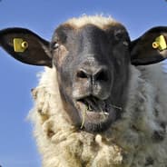Määäh