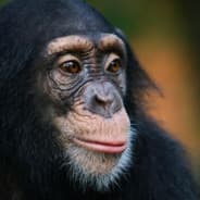 BoboTheChimp