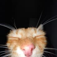 Yassper Moglot