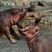Hippopotamus