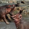Hippopotamus