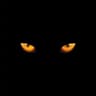 Gato Negro