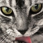 Hidden Cat
