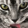 Hidden Cat