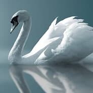 Swan