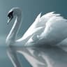 Swan