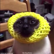 sobo
