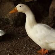 DUCK