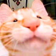 jaybakigrantbertgabozenkitbalOn