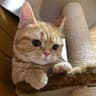 Queenieヽ(◠‿◠????)