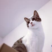 Niko