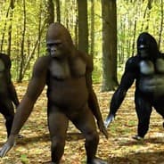 gorilla dance party