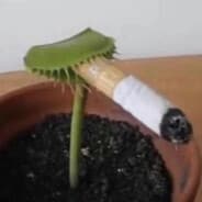 FlowEcho