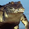 Interior Crocodile Alligator