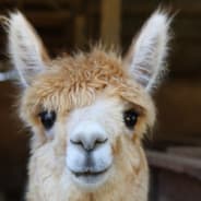 Alpaca Goleador