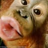 communication is the kiss mwah