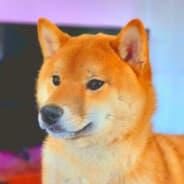 WILD doge-rewardsgg TRADE?