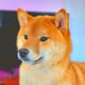 WILD doge-rewardsgg TRADE?