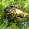 Watters