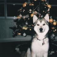 fat dog