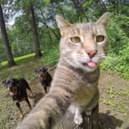 kitty