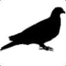 Black Pigeon