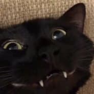 Jøts