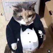 sir cat