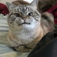 DárioFH'