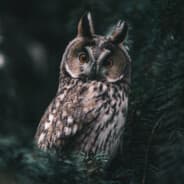 Vajas