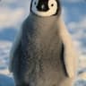 The Flying Penguin