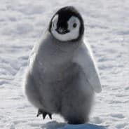 penguin160180