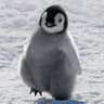 penguin160180