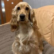 Cocker Molly