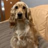 Cocker Molly