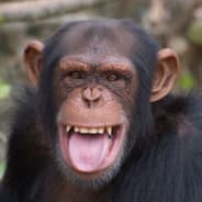 Chimpf
