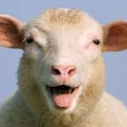 JSheeps
