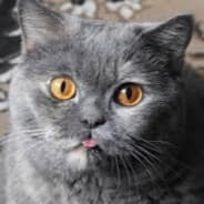 GrayCat