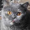 GrayCat
