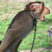 Monkeymaster43