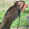 Monkeymaster43