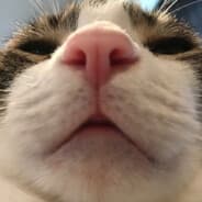 BUDSY. DIN