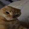 da rizzler cat