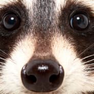 lazyraccoon