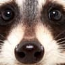 lazyraccoon