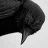 Crow
