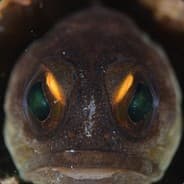 AngryFish