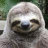 sloth