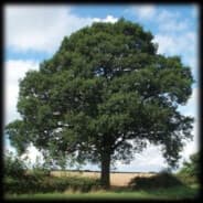TreeSixty