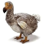 Dodo